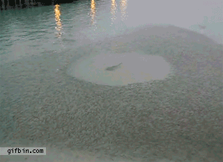 OpenAI is a free agent; POET Falls after TV Appearance