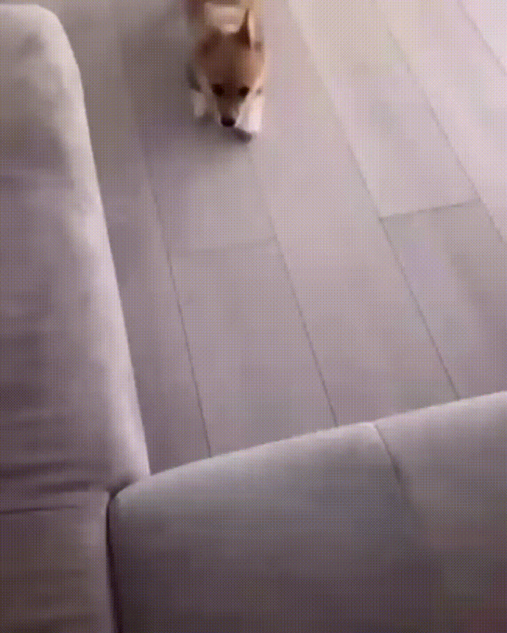 Crypto Gets The Rescue Dog Treatment – Loved, Fed, Watched For Sudden Movements 😶