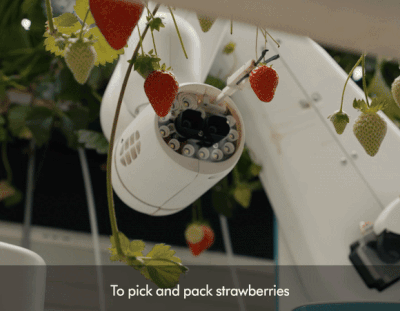 Dyson’s Strawberry Farm Factory