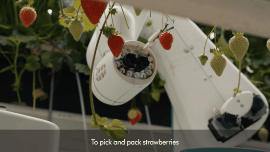 Dyson’s Strawberry Farm Factory