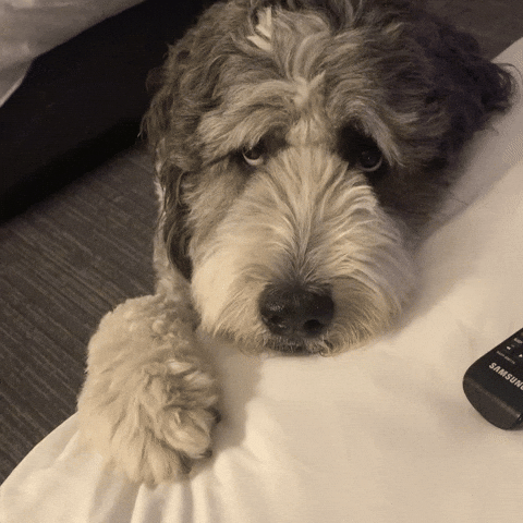 Standing Here Like A Dog That's Been Returned To The Shelter Twice 🐩